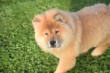 Chow Chow (teef) 29299