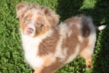 Australische herdershond (reu) 58368