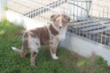 Australische herdershond (reu) 58368