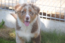 Australische herdershond (reu) 58368