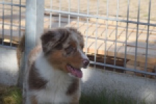 Australische herdershond (reu) 58368