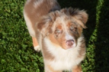 Australische herdershond (reu) 58368