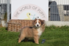 Australische herdershond (reu) 57023
