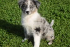 Australische herdershond (teef) 58348