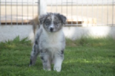 Australische herdershond (teef) 58348