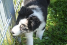 Australische herdershond (teef) 58343