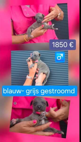 Whippet reutje 🤍