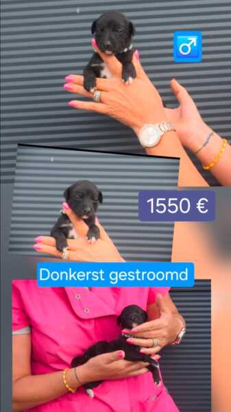 Whippet reutje 💙