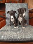 Whippet nestje Nova zwart wit