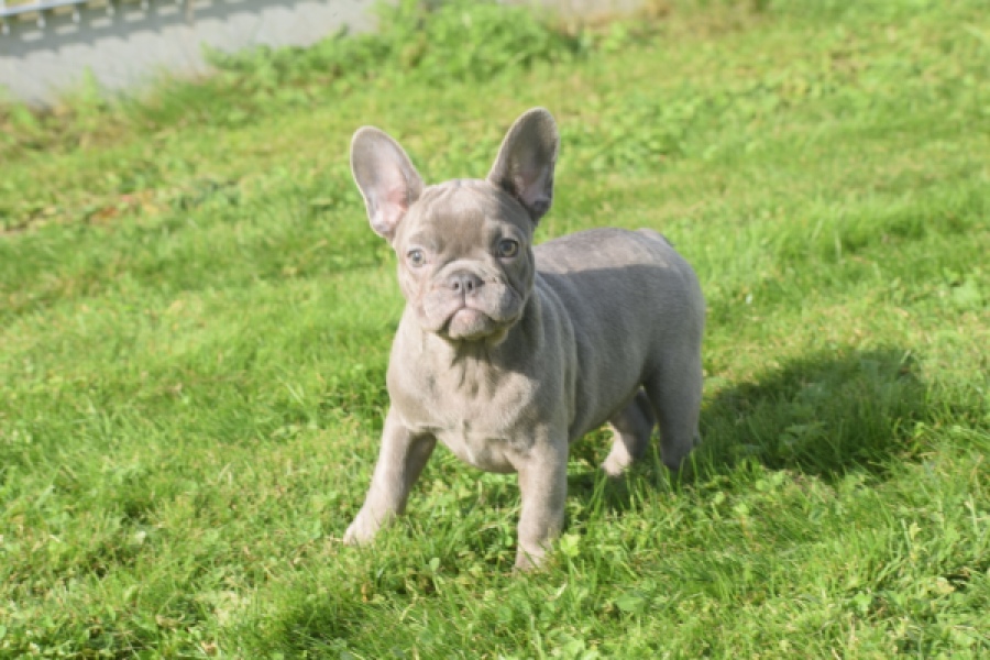 Franse bulldog (teef) 50716