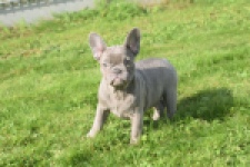 Franse bulldog (teef) 50716