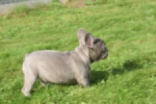 Franse bulldog (teef) 50716