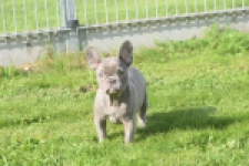 Franse bulldog (teef) 50716
