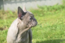 Franse bulldog (teef) 50716