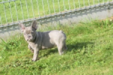 Franse bulldog (teef) 50716