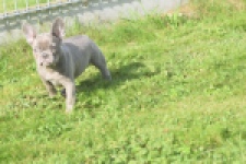 Franse bulldog (teef) 50716