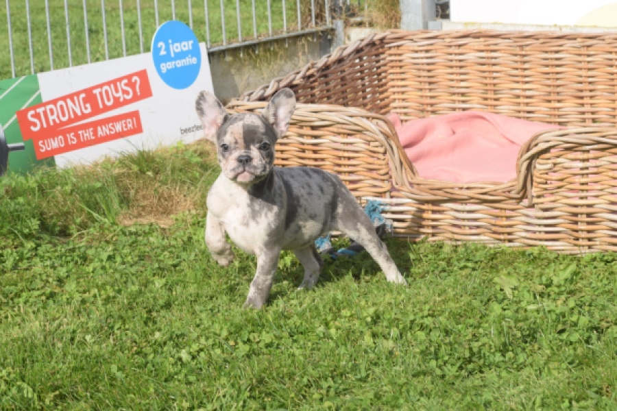 Franse bulldog (teef) 50725