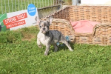 Franse bulldog (teef) 50725