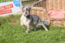 Franse bulldog (teef) 50725