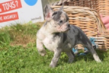 Franse bulldog (teef) 50725