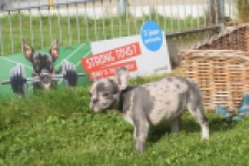 Franse bulldog (teef) 50725