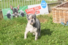 Franse bulldog (teef) 50725