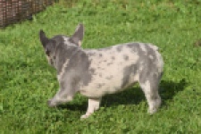 Franse bulldog (teef) 50725