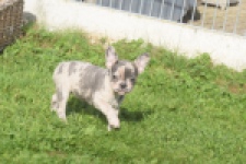 Franse bulldog (teef) 50725