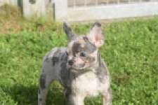 Franse bulldog (teef) 50725