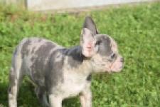 Franse bulldog (teef) 50725