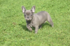 Franse bulldog (teef) 50893