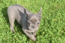 Franse bulldog (teef) 50893