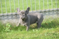 Franse bulldog (teef) 50893