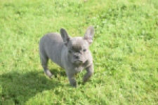 Franse bulldog (teef) 50893