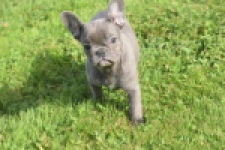 Franse bulldog (teef) 50893