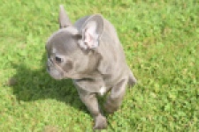 Franse bulldog (teef) 50893