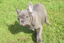 Franse bulldog (teef) 50893