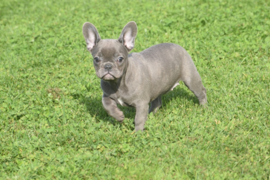 Franse bulldog (teef) 50893