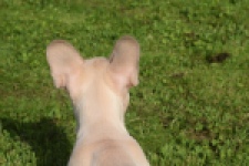Franse bulldog (reu) 50724