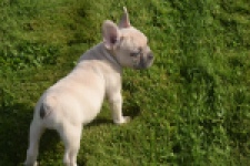Franse bulldog (reu) 50724