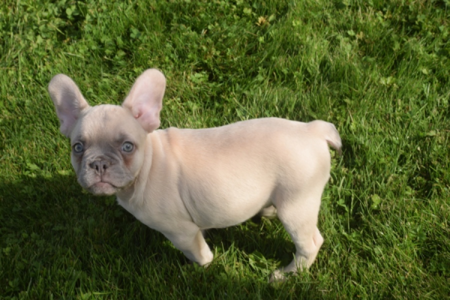Franse bulldog (reu) 50724
