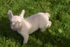 Franse bulldog (reu) 50724