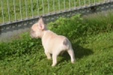 Franse bulldog (reu) 50724