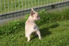 Franse bulldog (reu) 50724