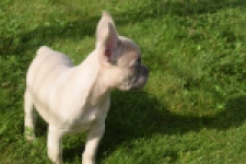 Franse bulldog (reu) 50724