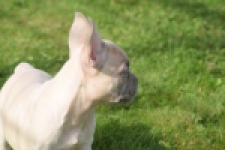 Franse bulldog (reu) 50724