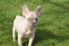 Franse bulldog (reu) 50724