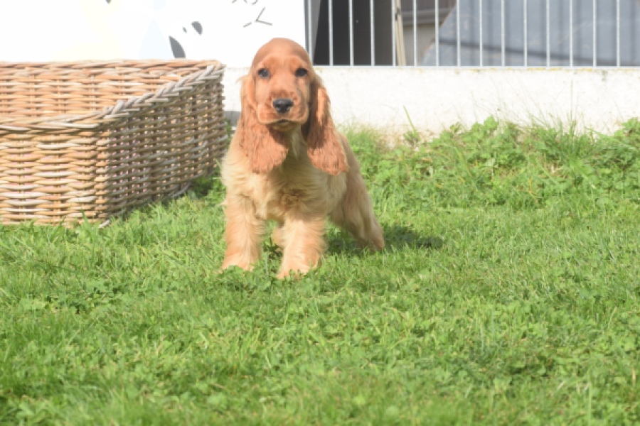 Engelse cocker spaniel (reu) 07184