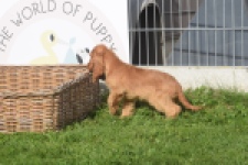 Engelse cocker spaniel (reu) 07184