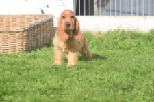Engelse cocker spaniel (reu) 07184